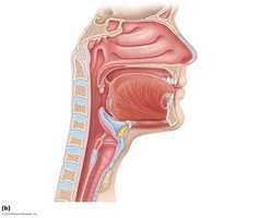 Sagittal section of the upper respiratory tract