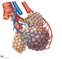 Capillary-alveoli relationships