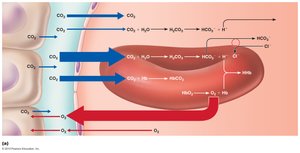 Oxygen release and carbon dioxide pickup at the tissues