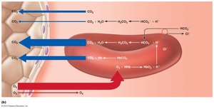 Oxygen pickup and carbon dioxide release in the lungs