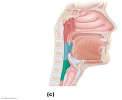 Regions of the pharynx