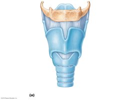 Anterior view of the larynx