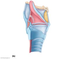 Sagittal view of the larynx