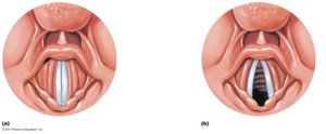 Vocal folds in closed and open positions