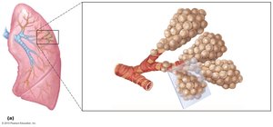 Alveolar clusters in the lung