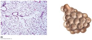 Microscopic view of alveoli