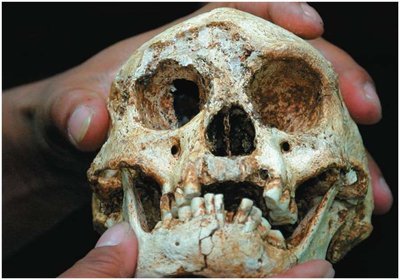 Hominin fossil skull