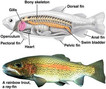 Anatomy of a ray-finned fish, including swim bladder and fins