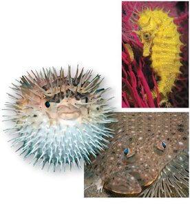 Examples of ray-finned fishes: balloon fish, seahorse, flounder