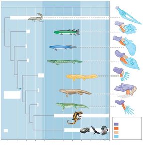 Fossil record showing transition from lobe-finned fishes to tetrapods