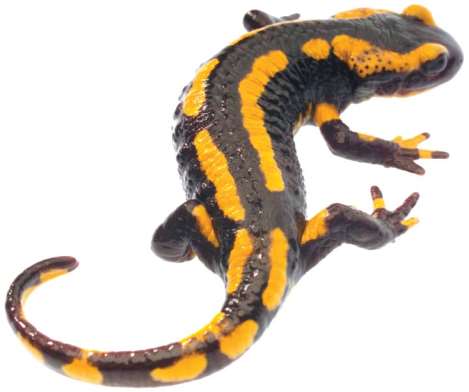 Salamander, a representative amphibian