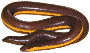 Amphibian eggs and tadpole
