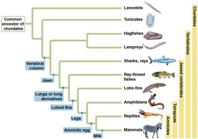 Chordate phylogenetic tree showing major clades and derived characters