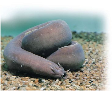 Hagfish on substrate