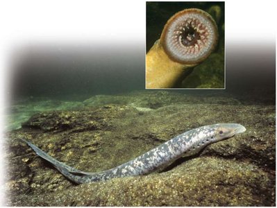 Lamprey with close-up of mouth