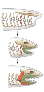 Evolution of jaws from gill arches