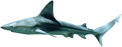 Shark with visible gill openings