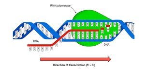 Transcription bubble showing RNA polymerase, coding and template strands
