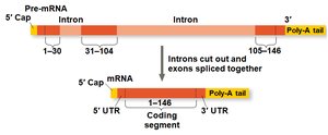RNA splicing: removal of introns and joining of exons