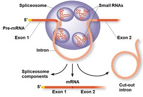 Spliceosome structure and function