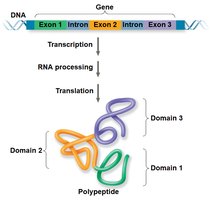 Exon shuffling and protein domains