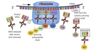 Translation in the cell