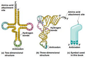 tRNA structure and aminoacyl-tRNA synthetase