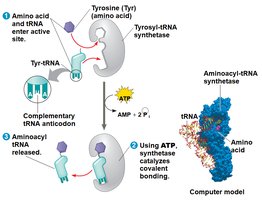 tRNA structure: 2D, 3D, and symbolic representation