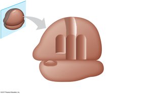 Ribosome structure: binding sites for tRNA