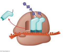 Ribosome with mRNA and tRNA