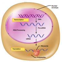 Transcription and translation in a eukaryotic cell