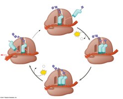 Stages of translation: codon recognition, peptide bond formation, translocation