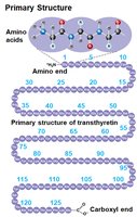 Primary structure of a protein