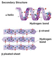 Secondary structure: alpha helix and beta sheet