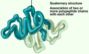 Quaternary structure of a protein
