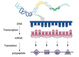 Transcription and translation: DNA to mRNA to polypeptide