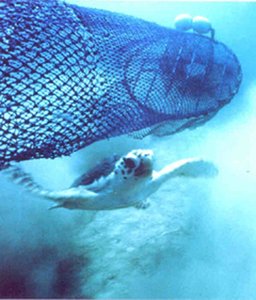 Sea turtle escaping from a fishing net underwater
