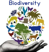 Biodiversity globe with various organisms