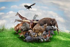 Diverse animal species in an ecosystem