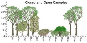 Closed and open canopies showing structural diversity