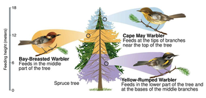 Warbler species feeding in different parts of a tree