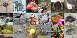 Diverse species examples