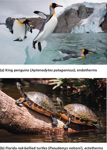 King penguins (endotherms) and Florida red-bellied turtles (ectotherms)