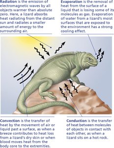 Diagram of heat exchange processes in a lizard