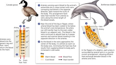 Countercurrent heat exchange in a goose and dolphin