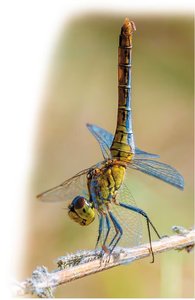 Dragonfly obelisk posture for thermoregulation