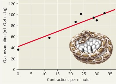 Graph of oxygen consumption vs. muscle contractions in a brooding python