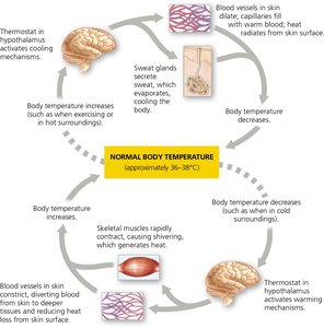 Diagram of hypothalamic control of body temperature