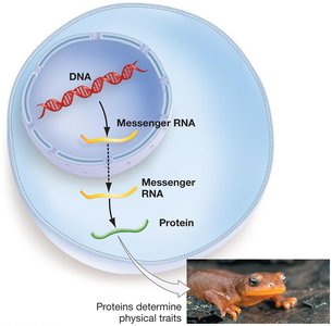 Central Dogma: DNA to RNA to Protein
