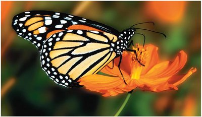 Organisms acquire energy and materials for growth